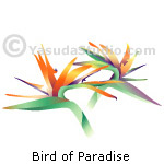 Bird of Paradise