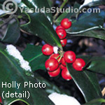 Holly Photo