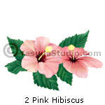 Pink Hibiscus