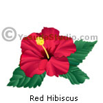 Red Hibiscus