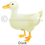 Duck