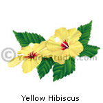 Yellow Hibiscus