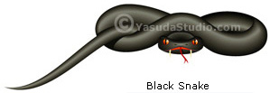 Black Snake