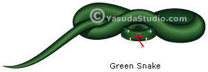 Green Snake