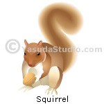 Squirrel