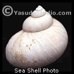 Sea Shell