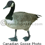 Canada Goose