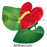 Anthurium