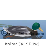 Mallard (wild duck)