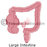 Large Intestine