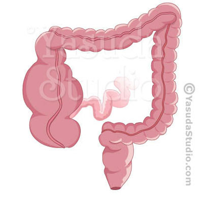 Large Intestine