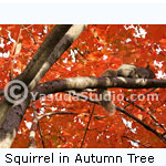Squirrel in Fall Tree