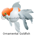 Ornamental Goldfish