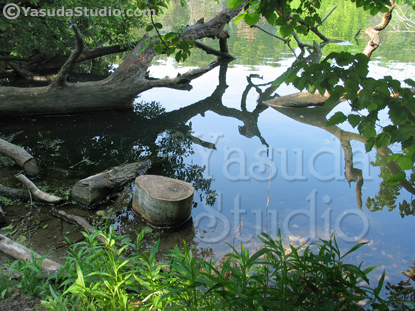 Fallen Tree Photo