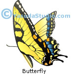 Butterfly