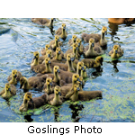 Gosling Photo