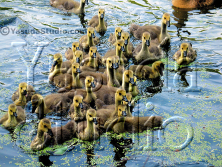 baby geese